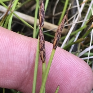 Eleocharis atricha at Tharwa, ACT - 15 Dec 2022