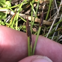 Eleocharis atricha at Tharwa, ACT - 15 Dec 2022