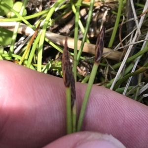 Eleocharis atricha at Tharwa, ACT - 15 Dec 2022