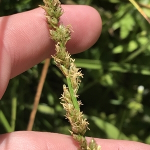 Carex tereticaulis at Tennent, ACT - 15 Dec 2022