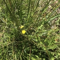 Carex tereticaulis at Tennent, ACT - 15 Dec 2022