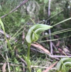 Pterostylis monticola (Large Mountain Greenhood) at Tennent, ACT - 15 Dec 2022 by Tapirlord