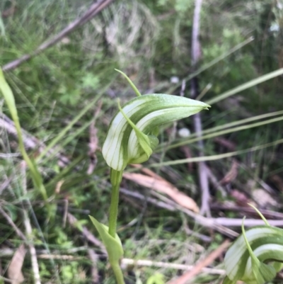 Pterostylis monticola (Large Mountain Greenhood) at Tennent, ACT - 15 Dec 2022 by Tapirlord