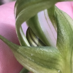 Pterostylis monticola at Tennent, ACT - 15 Dec 2022