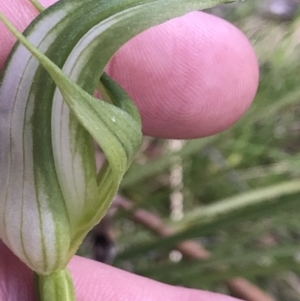 Pterostylis monticola at Tennent, ACT - 15 Dec 2022