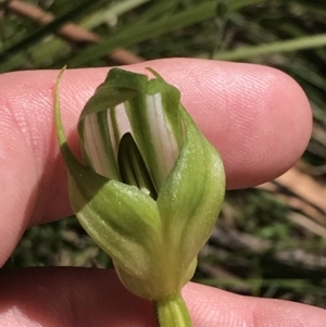 Pterostylis monticola at Tennent, ACT - 15 Dec 2022