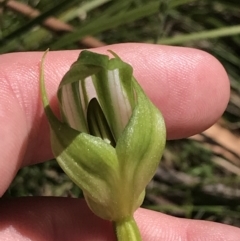 Pterostylis monticola at Tennent, ACT - 15 Dec 2022