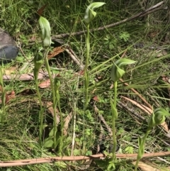 Pterostylis monticola at Tennent, ACT - 15 Dec 2022