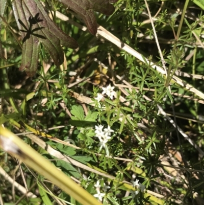 Asperula gunnii (Mountain Woodruff) at Tennent, ACT - 15 Dec 2022 by Tapirlord