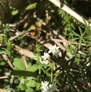 Asperula gunnii at Tennent, ACT - 15 Dec 2022 10:44 AM