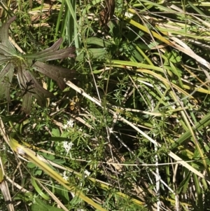 Asperula gunnii at Tennent, ACT - 15 Dec 2022 10:44 AM