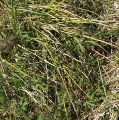 Asperula gunnii at Tennent, ACT - 15 Dec 2022