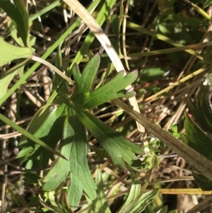 Geranium neglectum at Tennent, ACT - 15 Dec 2022 10:43 AM