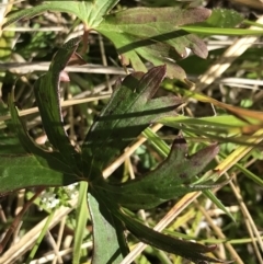 Geranium neglectum at Tennent, ACT - 15 Dec 2022 10:43 AM