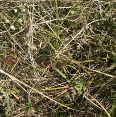 Geranium neglectum at Tennent, ACT - 15 Dec 2022 10:43 AM