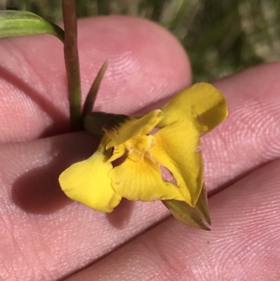Diuris monticola (Highland Golden Moths) at Tennent, ACT - 15 Dec 2022 by Tapirlord