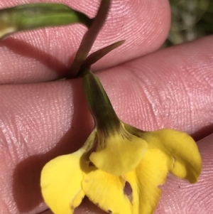 Diuris monticola at Tennent, ACT - suppressed