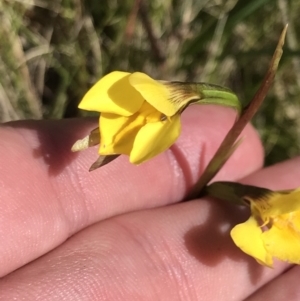 Diuris monticola at Tennent, ACT - suppressed