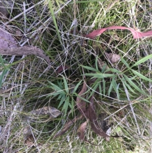 Gingidia harveyana at Tennent, ACT - 15 Dec 2022 10:32 AM