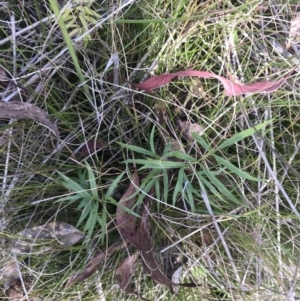 Gingidia harveyana at Tennent, ACT - 15 Dec 2022 10:32 AM