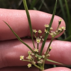 Gingidia harveyana (Slender Gingidia) at Tennent, ACT - 15 Dec 2022 by Tapirlord