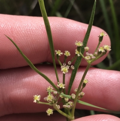 Gingidia harveyana (Slender Gingidia) at Tennent, ACT - 14 Dec 2022 by Tapirlord