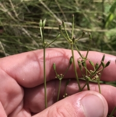 Gingidia harveyana at Tennent, ACT - 15 Dec 2022