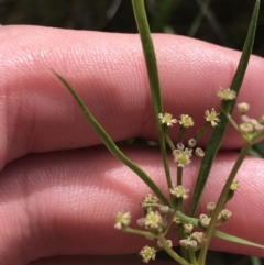 Gingidia harveyana at Tennent, ACT - 15 Dec 2022