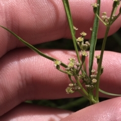 Gingidia harveyana at Tennent, ACT - 15 Dec 2022