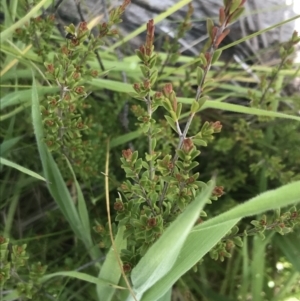 Baeckea utilis at Tennent, ACT - 15 Dec 2022