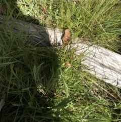 Baeckea utilis at Tennent, ACT - 15 Dec 2022 10:20 AM