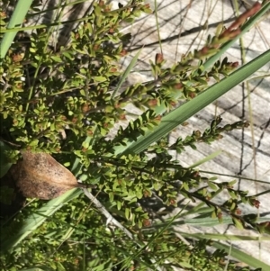 Baeckea utilis at Tennent, ACT - 15 Dec 2022 10:20 AM