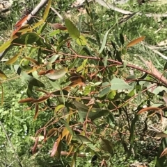 Eucalyptus viminalis (Ribbon Gum) at Tennent, ACT - 15 Dec 2022 by Tapirlord