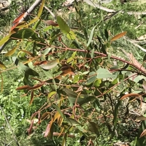 Eucalyptus viminalis at Tennent, ACT - 15 Dec 2022 10:07 AM