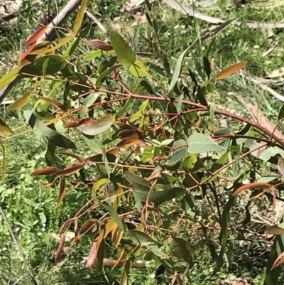 Eucalyptus viminalis (Ribbon Gum) at Namadgi National Park - 14 Dec 2022 by Tapirlord