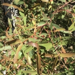 Eucalyptus viminalis at Tennent, ACT - 15 Dec 2022 10:07 AM