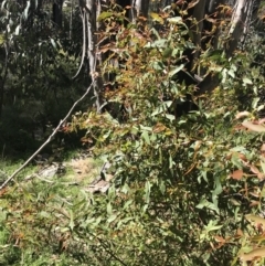 Eucalyptus viminalis at Tennent, ACT - 15 Dec 2022 10:07 AM