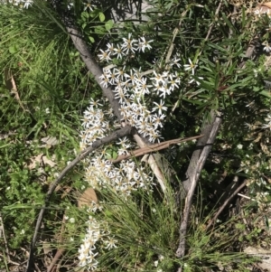 Olearia erubescens at Tennent, ACT - 15 Dec 2022 10:07 AM