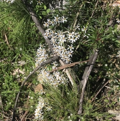 Olearia erubescens (Silky Daisybush) at Tennent, ACT - 15 Dec 2022 by Tapirlord