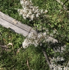 Olearia erubescens at Tennent, ACT - 15 Dec 2022 10:07 AM