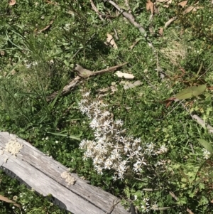 Olearia erubescens at Tennent, ACT - 15 Dec 2022 10:07 AM