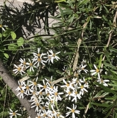 Olearia erubescens at Tennent, ACT - 15 Dec 2022 10:07 AM