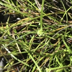 Isolepis gaudichaudiana (Benambra Club-sedge) at Tennent, ACT - 15 Dec 2022 by Tapirlord