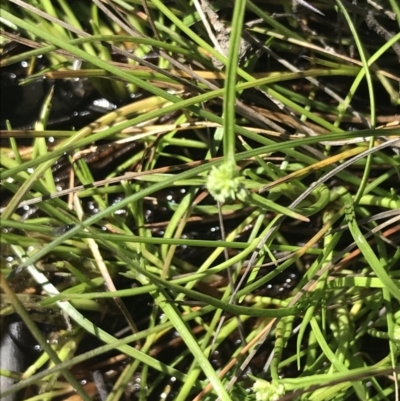 Isolepis gaudichaudiana (Benambra Club-sedge) at Tennent, ACT - 15 Dec 2022 by Tapirlord