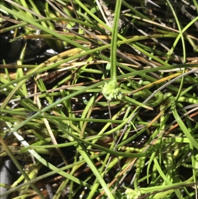 Isolepis gaudichaudiana (Benambra Club-sedge) at Tennent, ACT - 14 Dec 2022 by Tapirlord