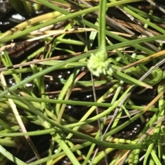 Isolepis gaudichaudiana at Tennent, ACT - 15 Dec 2022