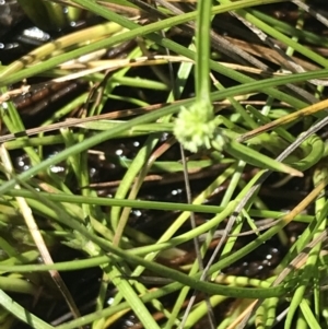 Isolepis gaudichaudiana at Tennent, ACT - 15 Dec 2022