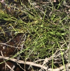 Isolepis gaudichaudiana at Tennent, ACT - 15 Dec 2022