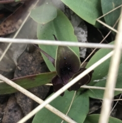 Chiloglottis valida (Large Bird Orchid) at Tennent, ACT - 14 Dec 2022 by Tapirlord