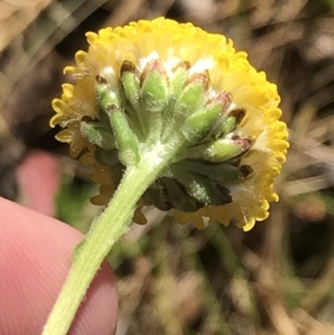 Craspedia variabilis at Tennent, ACT - 15 Dec 2022